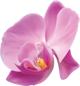 orchid